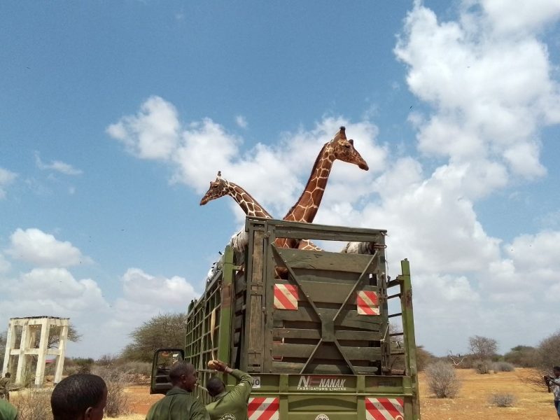Northeast conservancies protest ‘unlawful’ Somali giraffes relocations to Nanyuki
