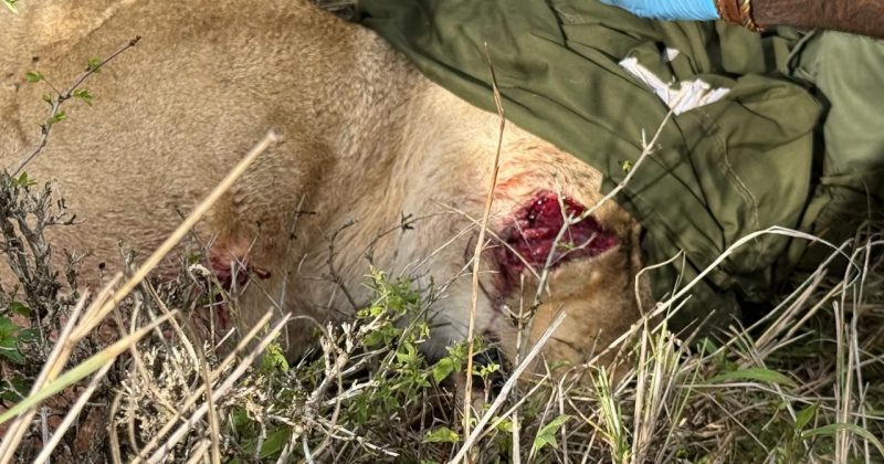 Pregnant lioness treated for facial wound in Maasai Mara