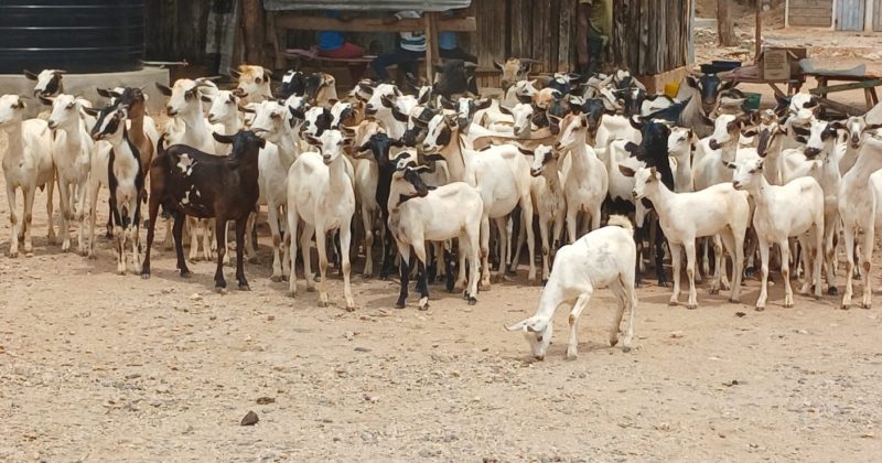 300 goats returned to owners as police arrest 5 rustlers in Isiolo