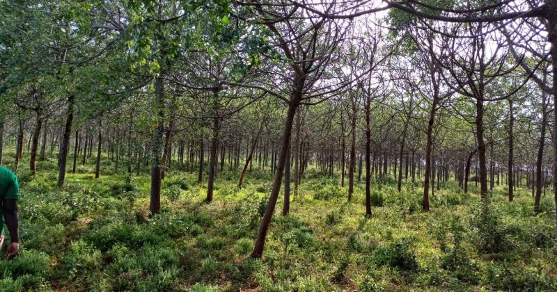 New Verra Carbon market rules strengthen community rights and revenue sharing
