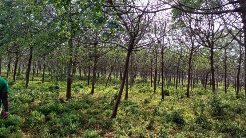 New Verra Carbon market rules strengthen community rights and revenue sharing
