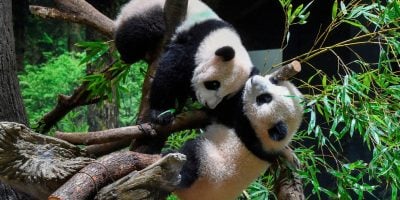 Japan bids emotional farewell to last giant pandas as Xiao Xiao and Lei Lei