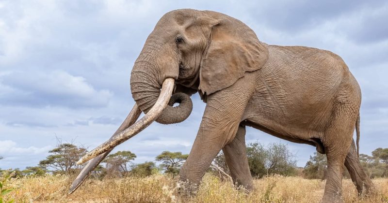 Craig the super tusker to live on: KWS begins taxidermy mount for public display