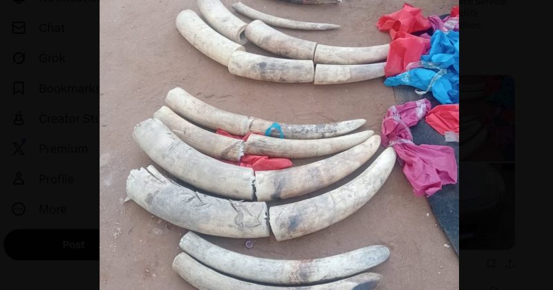 2 arrested as police seize 110kg of elephant tusks in Namanga