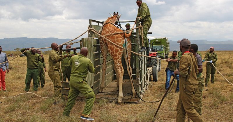 Nubian Giraffes Translocated to Strengthen Genetic Diversity in Kenya