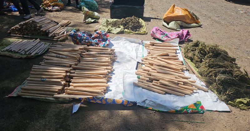 Notorious hardcore trafficker nabbed again, bhang worth millions seized near school