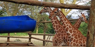 KWS translocates 3 endangered Rothschild Giraffes from Naivasha to Nairobi
