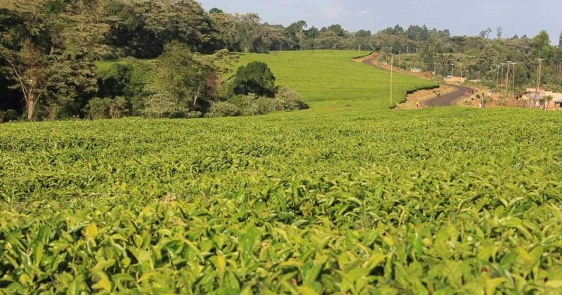 Green Party proposes export traceability in sweeping tea sector reforms