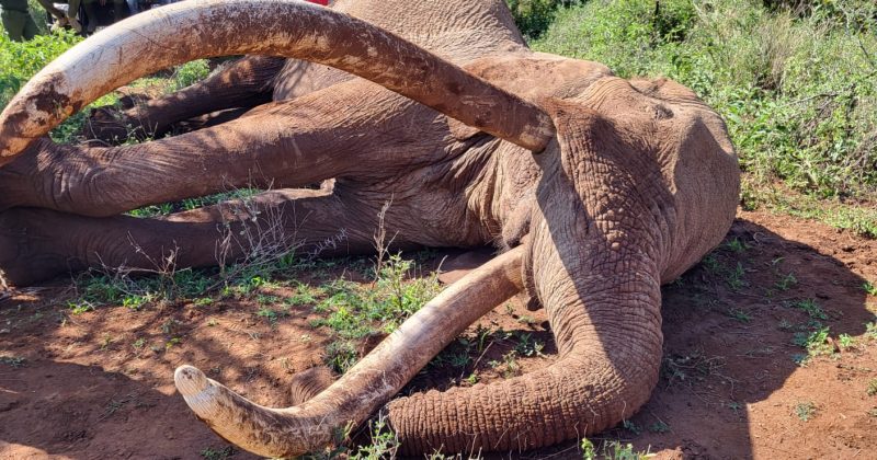 Iconic Amboseli super tusker Craig, with tusks weighing over 90kgs, dies aged 54