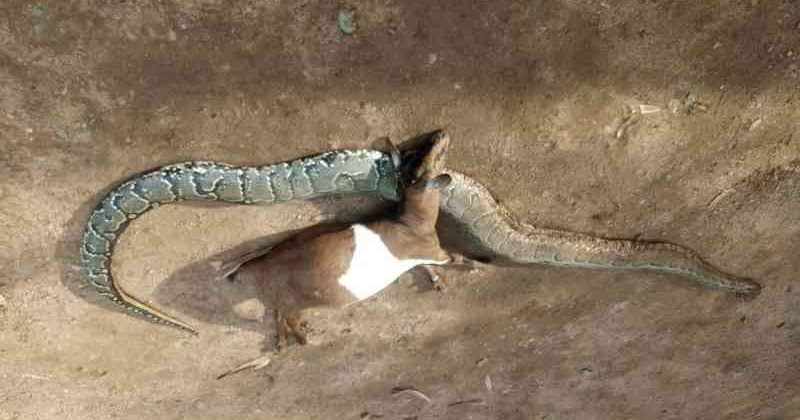 Seme man kills 4-metre python after attack on pregnant goat, delivers it to police
