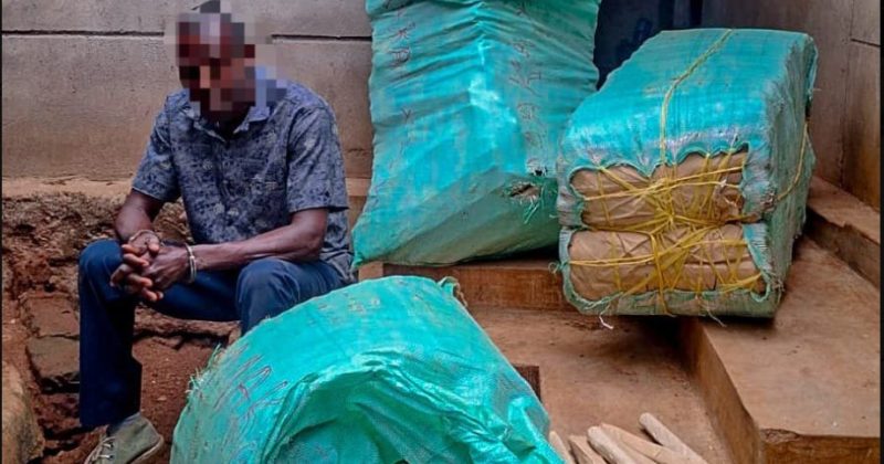 Detectives recover 376kg of bhang in Nairobi and Makueni drug busts