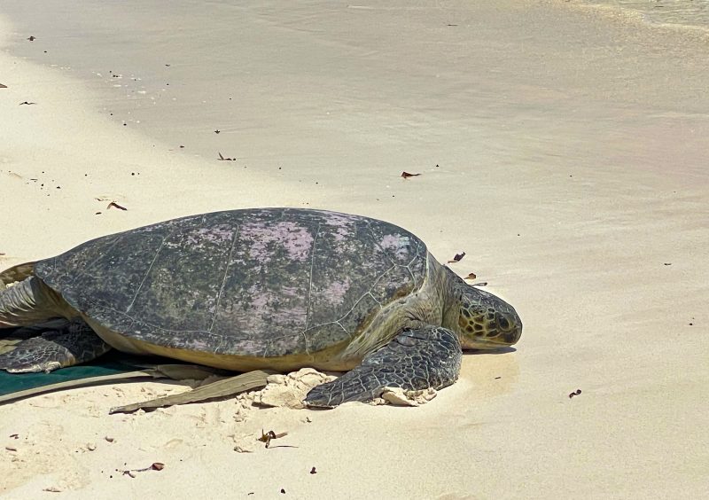 Community-led rescues are saving Kenya’s sea life