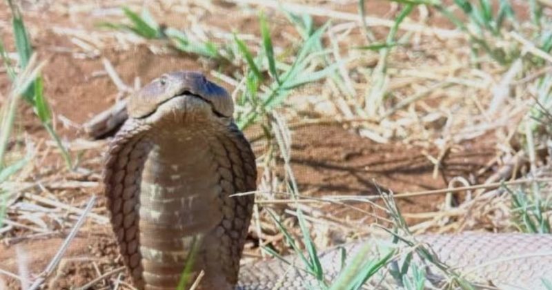 Bungoma ‘Pastor’, associate arrested with live forest cobra intended for ritual use