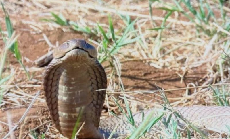 Bungoma ‘Pastor’, associate arrested with live forest cobra intended for ritual use