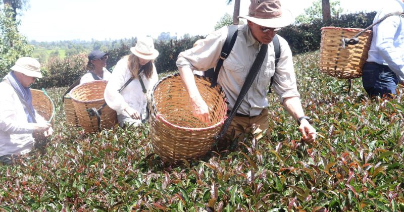 German delegation tours Kenya’s orthodox tea industry to boost trade