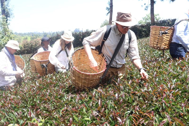German delegation tours Kenya’s orthodox tea industry to boost trade