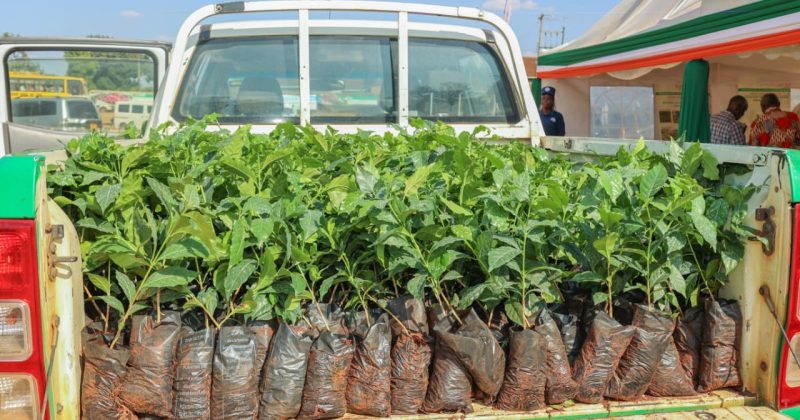KALRO Pays Farmers Sh394,800 for 2012 Indigenous Vegetable Seeds After 14-Year Dispute