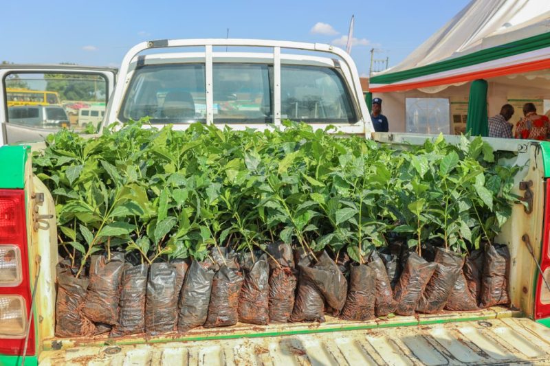 KALRO Pays Farmers Sh394,800 for 2012 Indigenous Vegetable Seeds After 14-Year Dispute