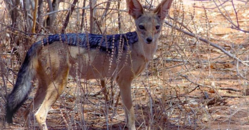 16-year-old rushed to hospital after wild fox attack in Nakuru