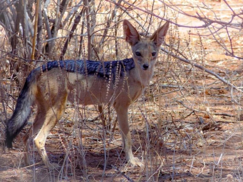 16-year-old rushed to hospital after wild fox attack in Nakuru