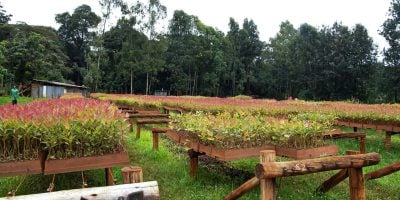 KFS, KEMRI explore collaboration to develop plant-based medicines from forests