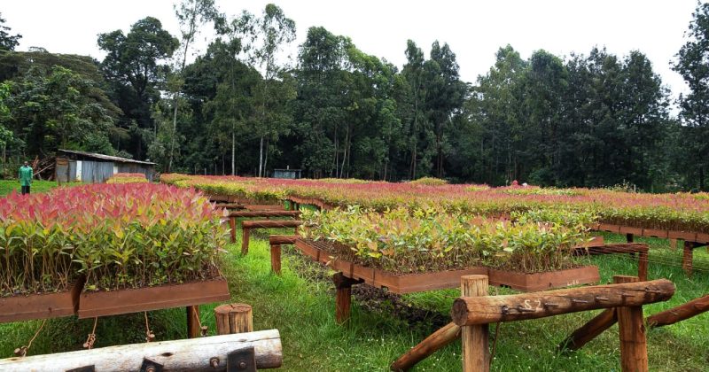 KFS, KEMRI explore collaboration to develop plant-based medicines from forests