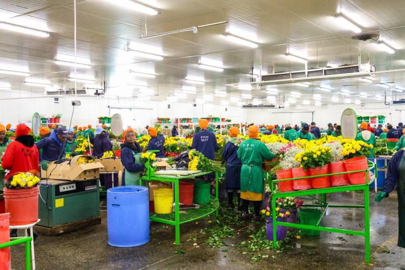 Govt Pledges Deeper Industry Partnerships to Unlock Growth in Flower Exports
