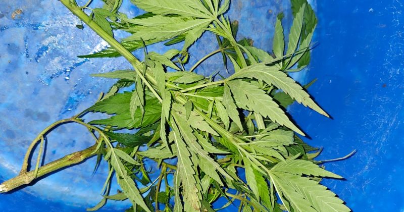 NACADA Recovers Sack of Cannabis in Kisii Raid as Notorious Suspect Escapes