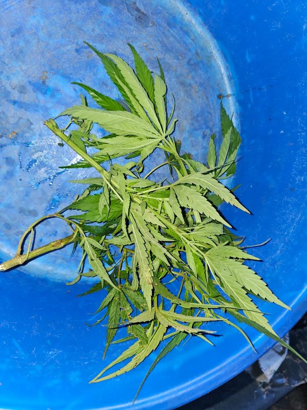 NACADA Recovers Sack of Cannabis in Kisii Raid as Notorious Suspect Escapes
