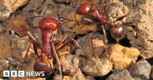 One ant for $220: The new frontier of wildlife trafficking