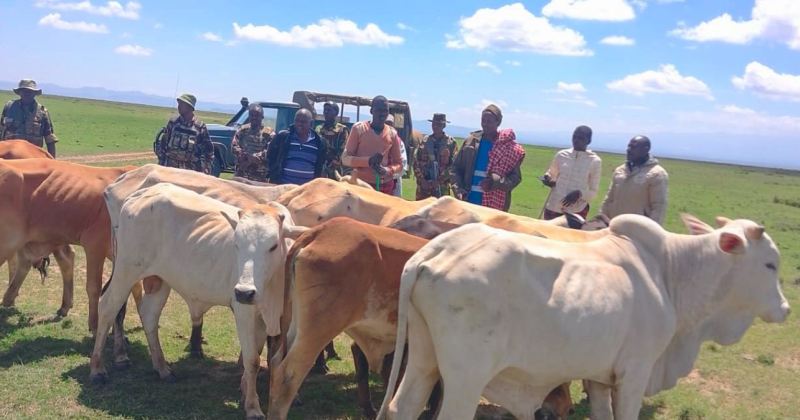 Police recover 13 stolen cows in Laikipia security operation