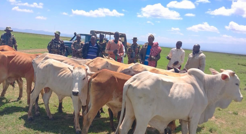Police recover 13 stolen cows in Laikipia security operation