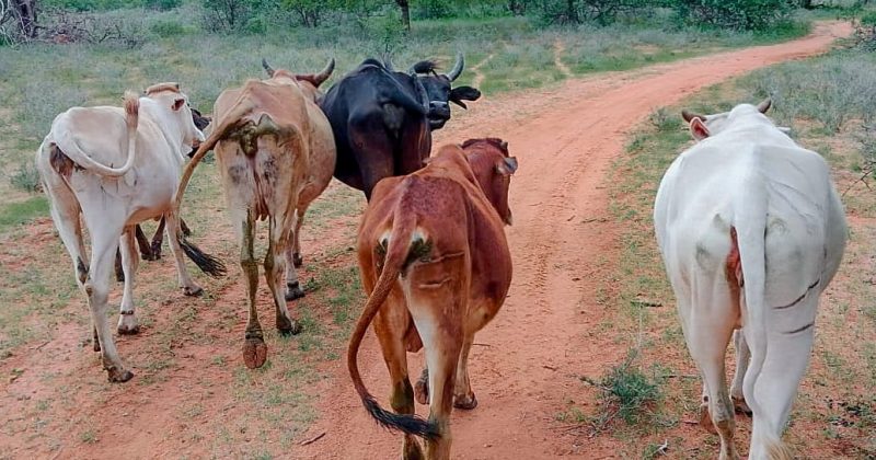 Security Team Recovers Stolen Livestock After Raid in Meru