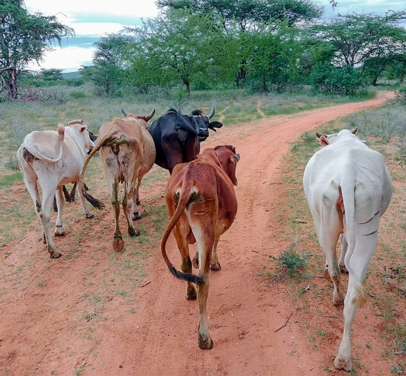 Security Team Recovers Stolen Livestock After Raid in Meru