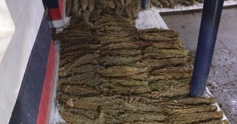 Molo Drug Bust: NACADA Seizes Sh1mn Cannabis Haul After Dramatic Night Chase