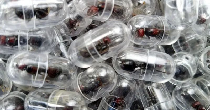 Chinese national given one year in prison for smuggling ants out of Kenya