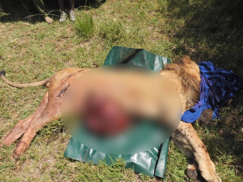 11-year-old lion Kiminati dies after violent encounter with Hippo in Maasai Mara