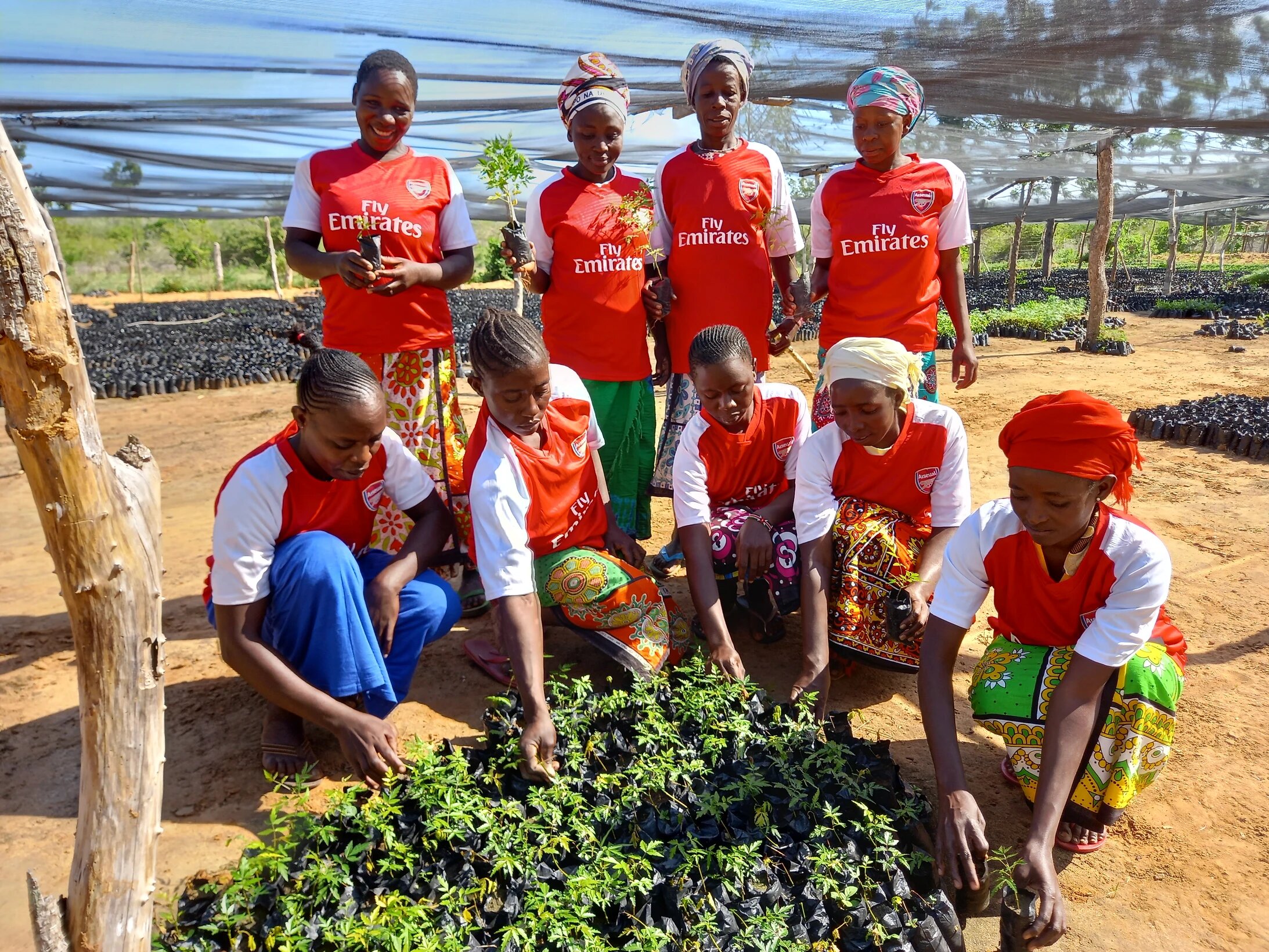 Arsenal forest: Gunners birthing forest of over 20,000 trees in Coastal Kenya