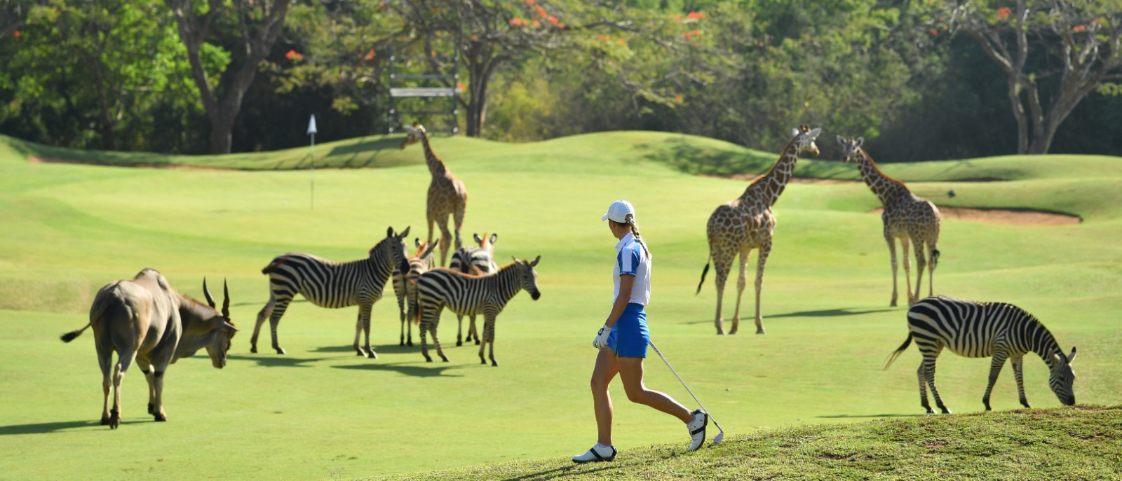 Magical Kenya Ladies Open: Wildlife connection that grabs global golf attention 