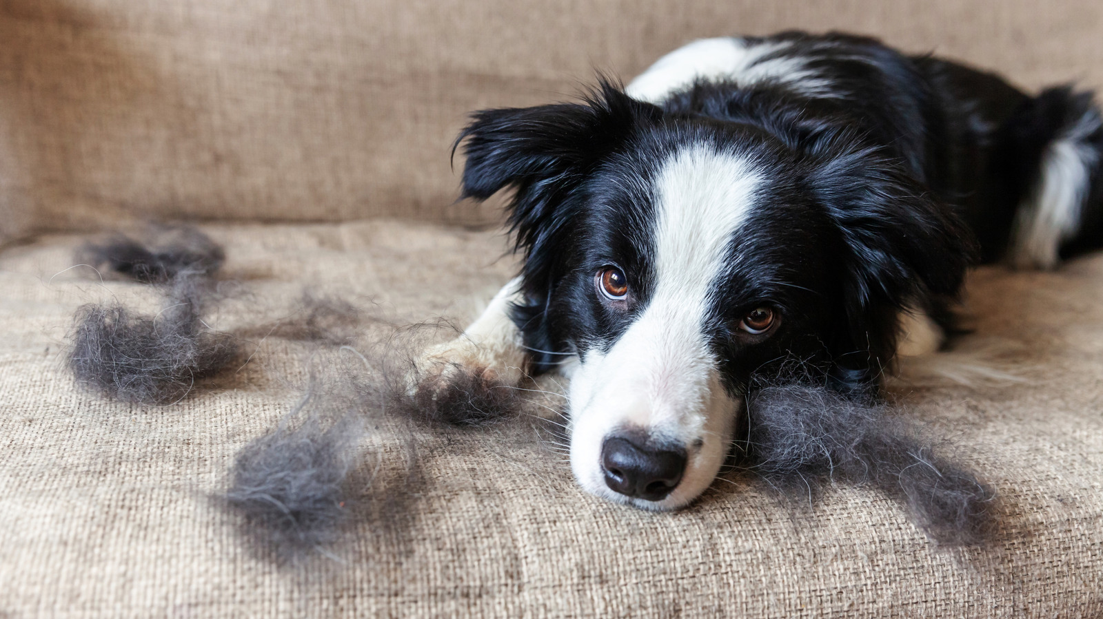 Cannabis Calms Angry Dogs, According To New Study